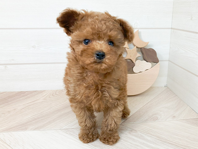 鳥取県のトイプードル(トイ) (ペッツファースト日吉津店/2025年3月18日生まれ/男の子/レッド)の子犬