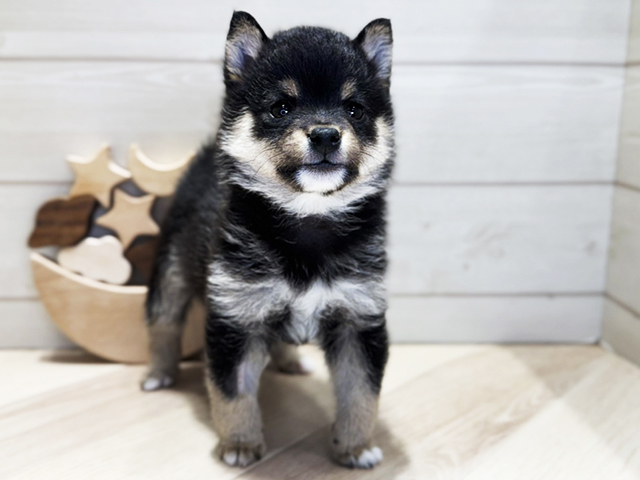 群馬県の豆柴 (ペッツファースト高崎店/2025年3月18日生まれ/男の子/黒)の子犬