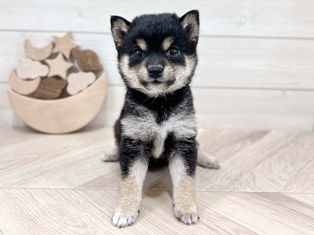 千葉県の豆柴 (ペッツファーストららぽーとTOKYO-BAY店/2025年3月18日生まれ/女の子/黒)の子犬