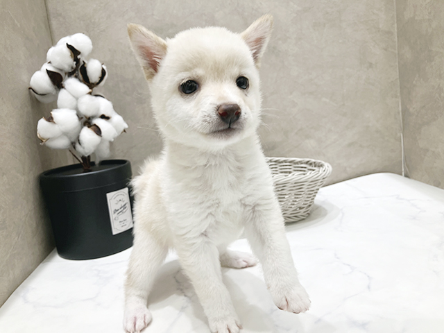 東京都の豆柴 (ペッツファースト晴海店/2025年3月10日生まれ/男の子/白)の子犬