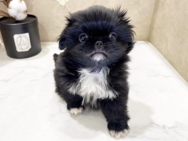 兵庫県のハーフ犬・ミックス犬 (ペッツファースト神戸三宮センター街店/2025年3月18日生まれ/女の子/白黒)の子犬