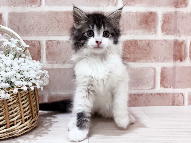神奈川県のノルウェージャンフォレストキャット (ペッツファーストfor cats横浜元町店/2025年3月17日生まれ/男の子/ブラウンタビーホワイト)の子猫