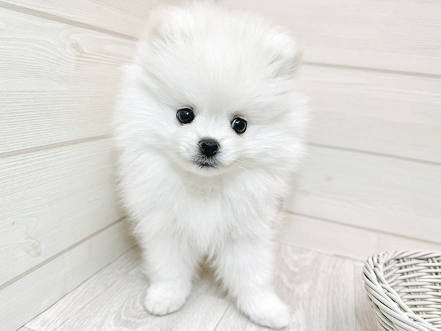 愛知県のポメラニアン (ペッツファースト大高店/2025年3月14日生まれ/男の子/ホワイト)の子犬
