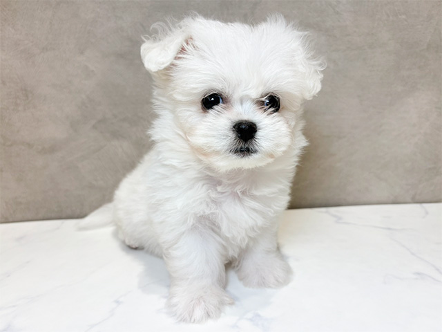 東京都のハーフ犬・ミックス犬 (ペッツファースト神楽坂店/2025年3月19日生まれ/女の子/クリームホワイト)の子犬