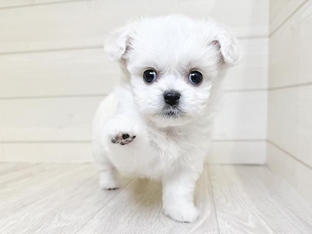 愛知県のハーフ犬・ミックス犬 (ペッツファースト大高店/2025年3月19日生まれ/女の子/クリームホワイト)の子犬