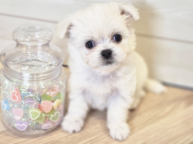 神奈川県のハーフ犬・ミックス犬 (ペッツファースト川崎店/2025年3月19日生まれ/男の子/クリームホワイト)の子犬