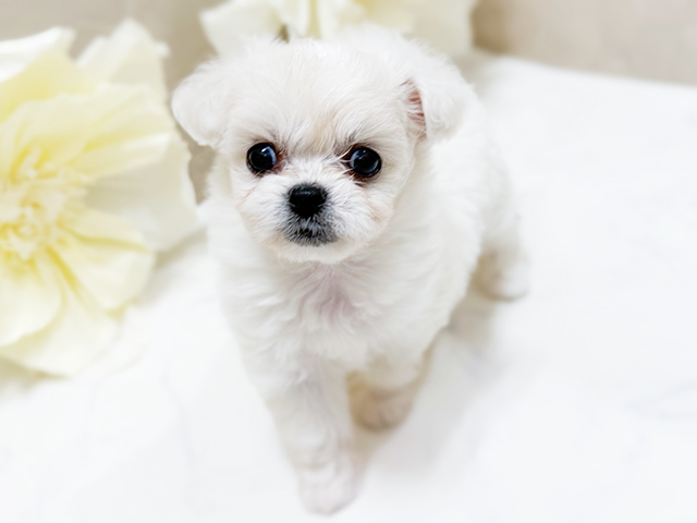 東京都のハーフ犬・ミックス犬 (ペッツファースト恵比寿店/2025年3月19日生まれ/女の子/クリームホワイト)の子犬