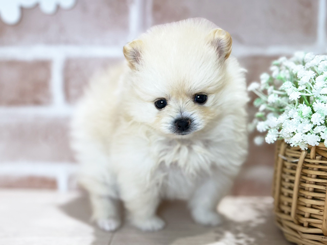 岡山県のポメラニアン (ペッツファースト倉敷店/2025年3月18日生まれ/女の子/クリーム)の子犬