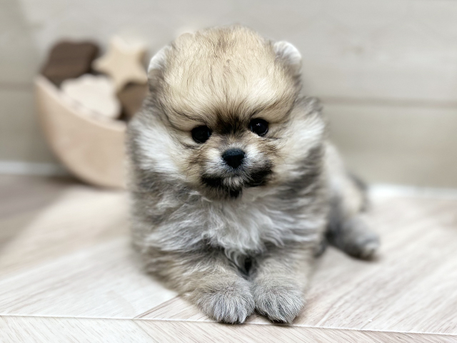 ポメラニアン