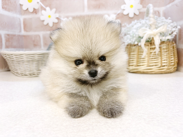 東京都のポメラニアン (ペッツファーストお台場店/2025年3月19日生まれ/男の子/オレンジ)の子犬