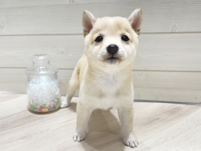 大阪府の豆柴 (ペッツファーストららぽーと門真店/2025年3月19日生まれ/女の子/白)の子犬