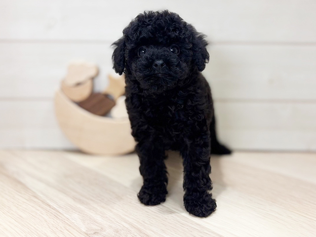 大阪府のタイニープードル (ペッツファースト梅田店/2025年3月18日生まれ/女の子/ブラック)の子犬