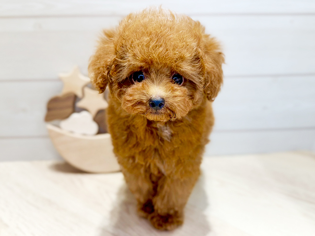 群馬県のタイニープードル (ペッツファースト高崎店/2025年3月19日生まれ/男の子/レッド)の子犬