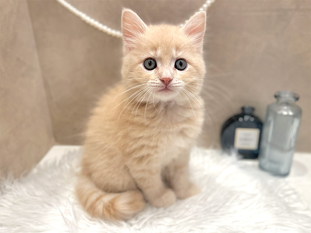 東京都のサイベリアン (ペッツファースト青山店/2025年3月20日生まれ/男の子/クリームタビー)の子猫