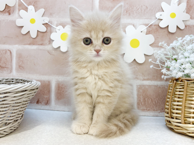 東京都のサイベリアン (ペッツファーストお台場店/2025年3月20日生まれ/女の子/クリームタビー)の子猫