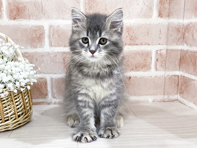 神奈川県のサイベリアン (ペッツファーストfor cats横浜元町店/2025年3月5日生まれ/女の子/ブルーパッチドタビー)の子猫