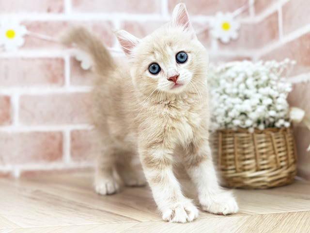 東京都のサイベリアン (ペッツファーストfor cats武蔵小山店/2025年3月19日生まれ/男の子/クリームタビー)の子猫