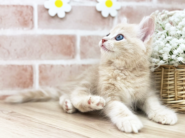 東京都のサイベリアン (ペッツファーストfor cats武蔵小山店/2025年3月19日生まれ/男の子/クリームタビー)の子猫の3枚目の画像