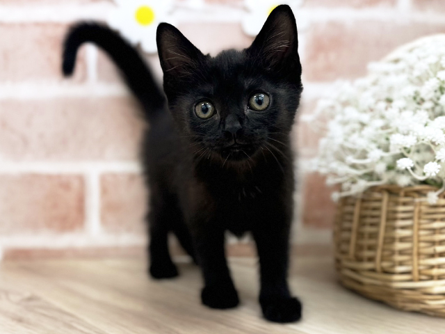 東京都のボンベイ (ペッツファーストfor cats武蔵小山店/2025年3月16日生まれ/女の子/ブラック)の子猫