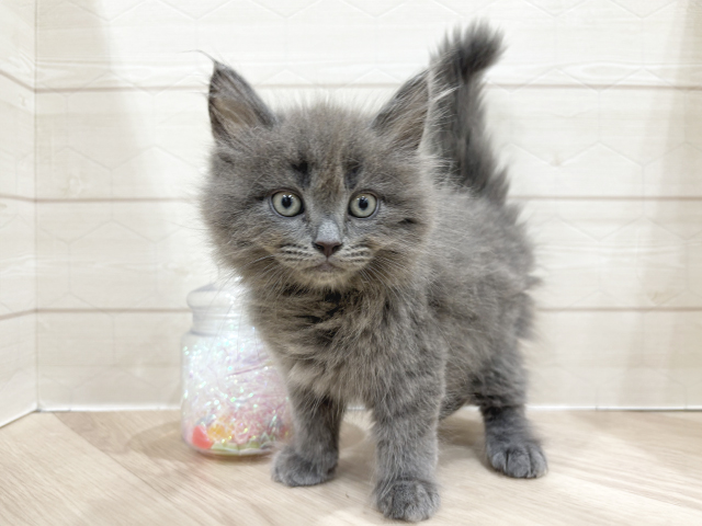 東京都のサイベリアン (ペッツファースト吉祥寺サンロード店/2025年3月20日生まれ/男の子/ブルー)の子猫