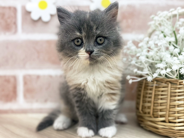 東京都のスコティッシュフォールド (ペッツファーストfor cats武蔵小山店/2025年3月20日生まれ/女の子/ダイリュートキャリコ)の子猫