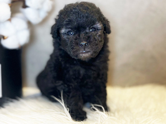 東京都のタイニープードル (ペッツファースト青山店/2025年3月20日生まれ/女の子/シルバー)の子犬