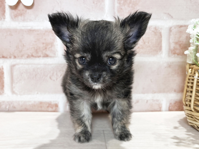 岡山県のチワワ(ロング) (ペッツファースト倉敷店/2025年3月17日生まれ/男の子/レッド)の子犬