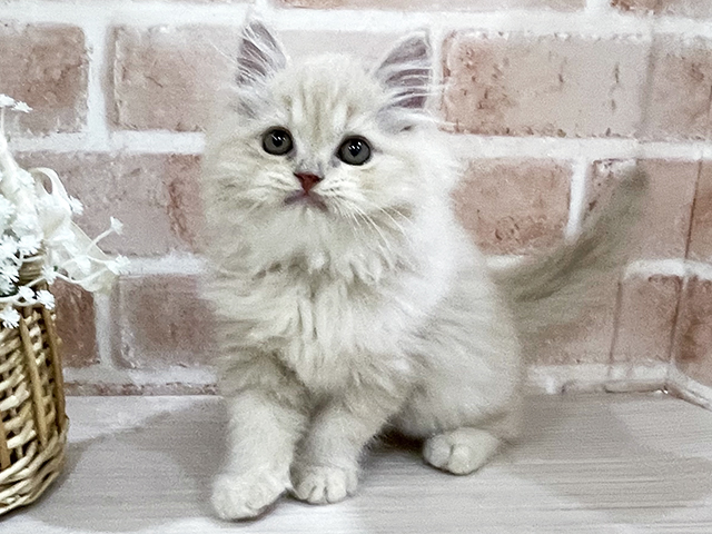 神奈川県のラガマフィン (ペッツファーストfor cats横浜元町店/2025年3月20日生まれ/男の子/クリームタビー)の子猫