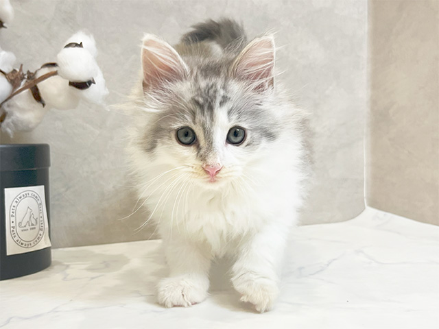 ノルウェージャンフォレストキャット