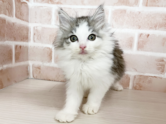 ノルウェージャンフォレストキャット, 性別 男の子, 誕生日 2025/03/20, 毛色 ブルータビーホワイト, 出身 兵庫県, 店舗 富士南店(静岡県), お問い合わせ番号 2550899