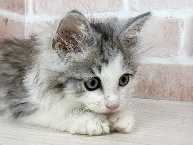 静岡県のノルウェージャンフォレストキャット (ペッツファースト富士南店/2025年3月20日生まれ/男の子/ブルータビーホワイト)の子猫の3枚目の画像