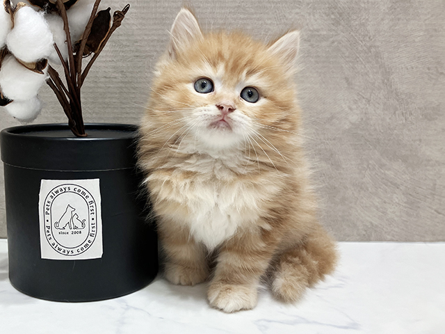 大阪府のラガマフィン (ペッツファースト茶屋町店/2025年3月19日生まれ/男の子/レッドタビー)の子猫
