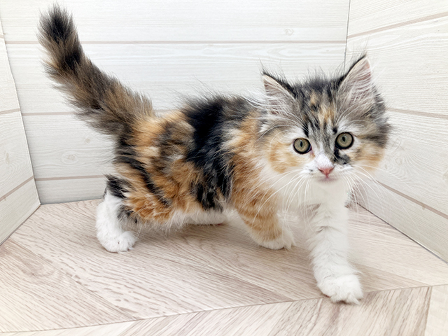 東京都のラガマフィン (ペッツファースト渋谷店/2025年3月19日生まれ/女の子/キャリコ)の子猫の2枚目の画像