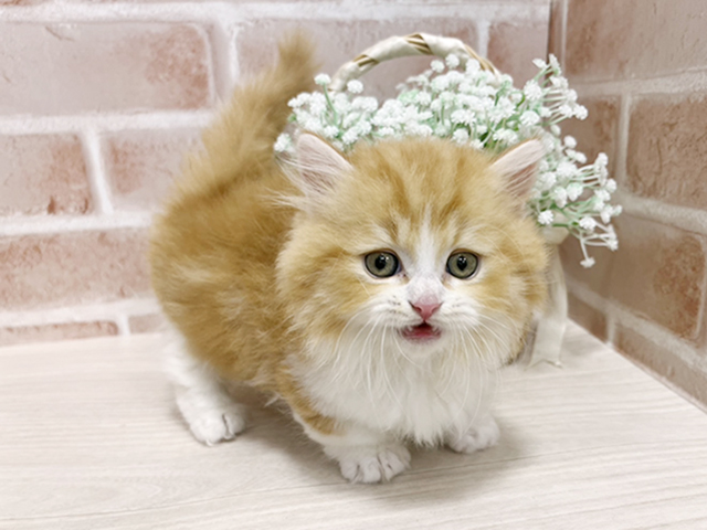 東京都のマンチカン (ペッツファースト池袋店/2025年3月21日生まれ/男の子/レッドタビーホワイト)の子猫