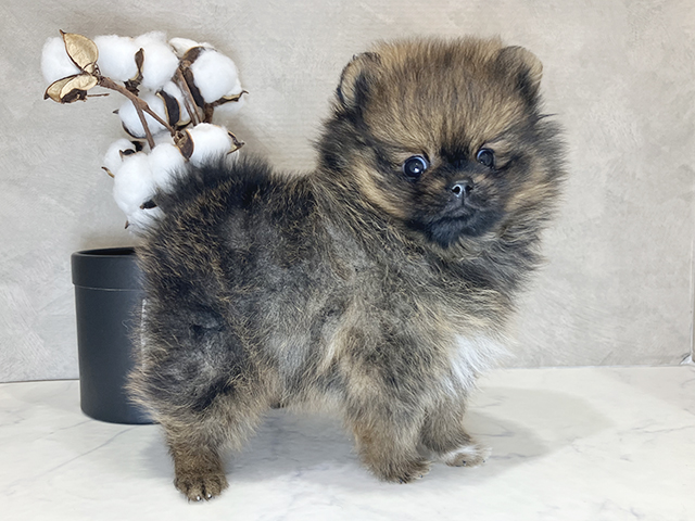 大阪府のポメラニアン (ペッツファースト茶屋町店/2025年3月21日生まれ/男の子/オレンジ)の子犬の2枚目の画像