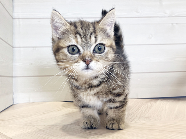 神奈川県のマンチカン (ペッツファースト川崎店/2025年3月21日生まれ/女の子/ブラウンタビー)の子猫
