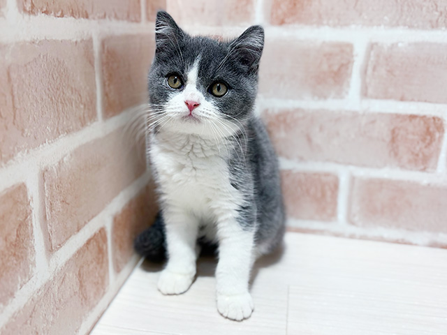 神奈川県のブリティッシュショートヘアー (ペッツファーストfor cats横浜元町店/2025年3月21日生まれ/男の子/ブルーホワイト)の子猫
