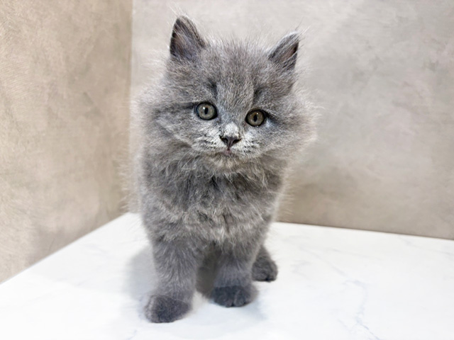東京都のラガマフィン (ペッツファースト神楽坂店/2025年3月22日生まれ/男の子/ブルー)の子猫