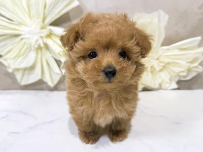 東京都のタイニープードル (ペッツファースト原宿店/2025年2月24日生まれ/男の子/レッド)の子犬