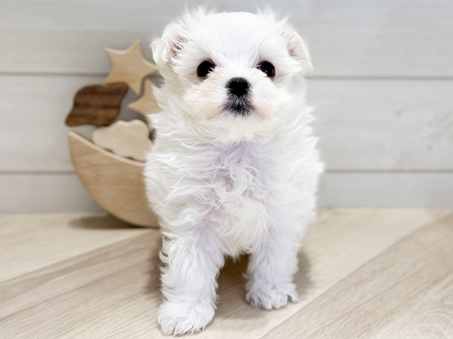 群馬県のマルチーズ (ペッツファースト高崎店/2025年3月24日生まれ/男の子/ホワイト)の子犬