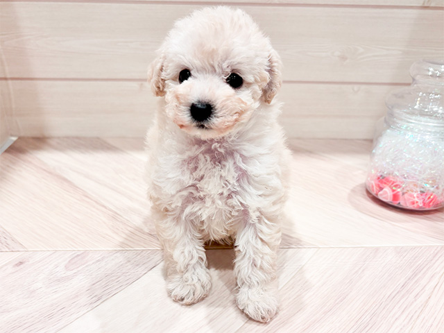 東京都のタイニープードル (ペッツファースト豊洲店/2025年3月23日生まれ/女の子/クリーム)の子犬