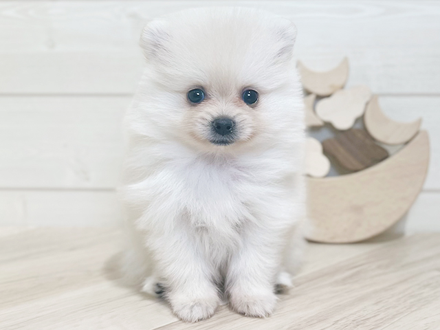 東京都のポメラニアン (ペッツファースト吉祥寺本店/2025年3月23日生まれ/女の子/クリーム)の子犬