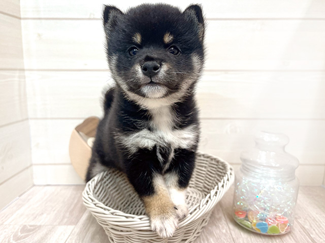 愛知県の豆柴 (ペッツファースト大高店/2025年3月24日生まれ/女の子/黒)の子犬