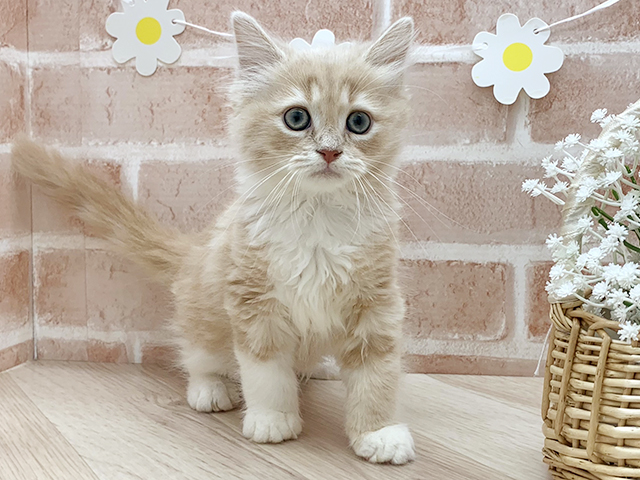 東京都のマンチカン (ペッツファーストfor cats武蔵小山店/2025年3月23日生まれ/男の子/クリームタビーホワイト)の子猫