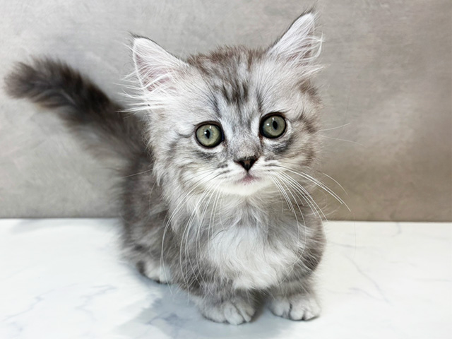 東京都のマンチカン (ペッツファースト神楽坂店/2025年3月21日生まれ/男の子/シルバータビー)の子猫