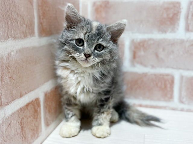 神奈川県のセルカークレックス (ペッツファーストfor cats横浜元町店/2025年3月14日生まれ/女の子/ダイリュートキャリコ)の子猫
