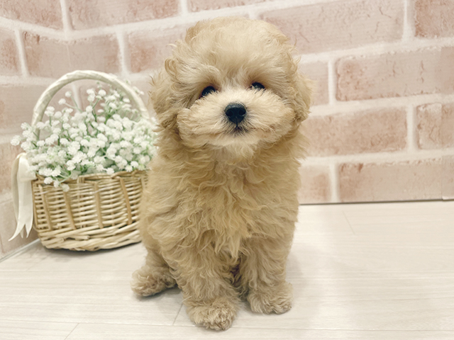 東京都のタイニープードル (ペッツファースト広尾店/2025年3月24日生まれ/男の子/アプリコット)の子犬