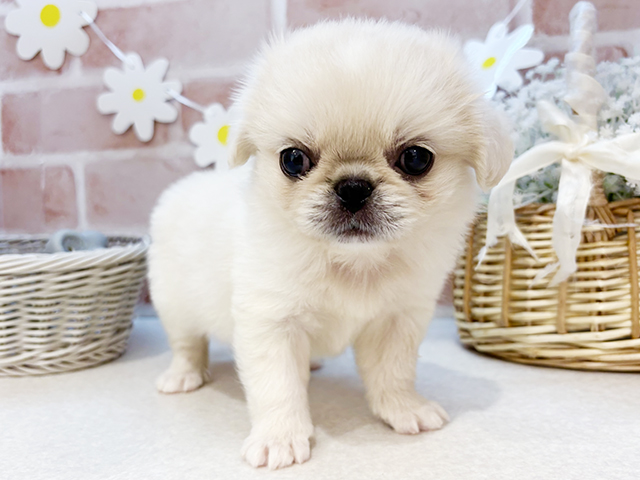 東京都のハーフ犬・ミックス犬 (ペッツファーストお台場店/2025年3月20日生まれ/女の子/ホワイト)の子犬