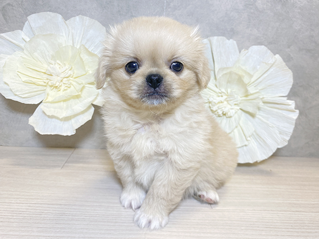 神奈川県のハーフ犬・ミックス犬 (ペッツファースト茅ヶ崎店/2025年3月20日生まれ/女の子/クリーム)の子犬