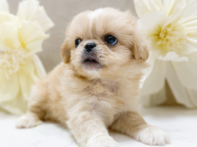 東京都のハーフ犬・ミックス犬 (ペッツファースト恵比寿店/2025年3月20日生まれ/女の子/クリーム)の子犬の3枚目の画像